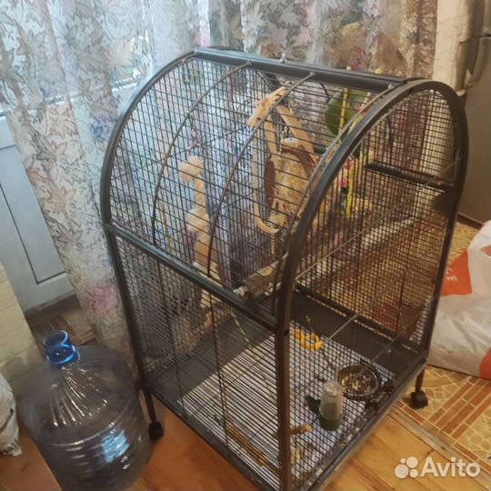 Попугаи Неразлучники