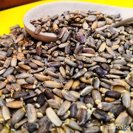 Расторопша