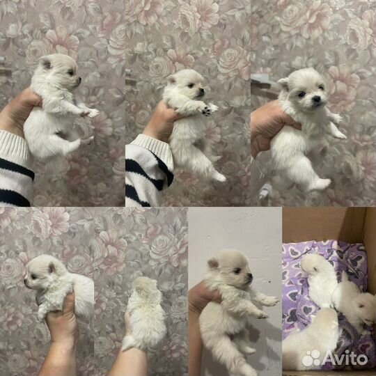 Померанский шпиц мини
