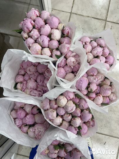 Пионы. Пионы поштучно. Самовывоз