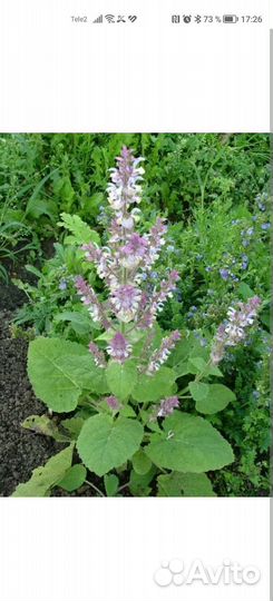 Уличные цветы