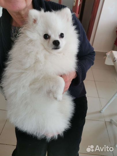 Собаки