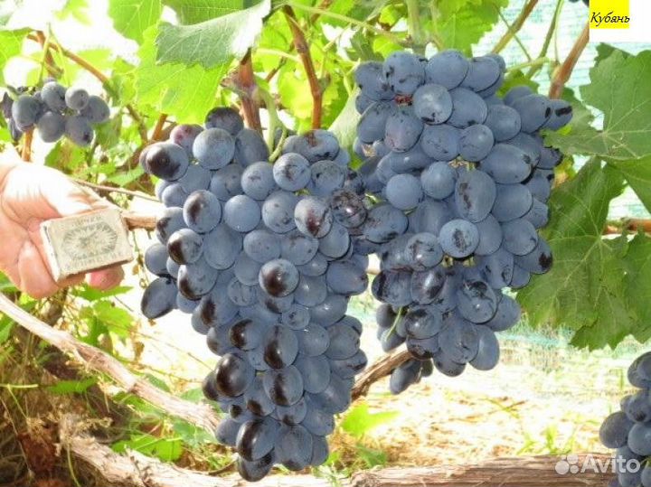 Саженцы винограда