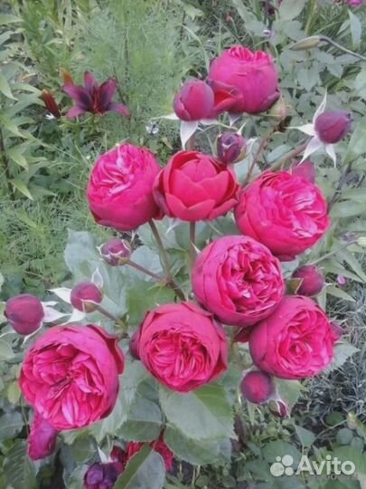 Саженцы роз открытая корневая из грунта