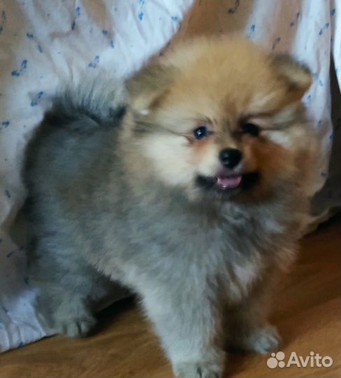 Померанский шпиц