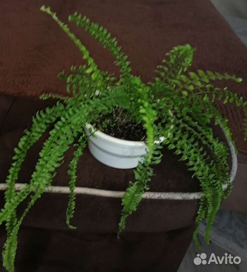 Папоротник комнатный