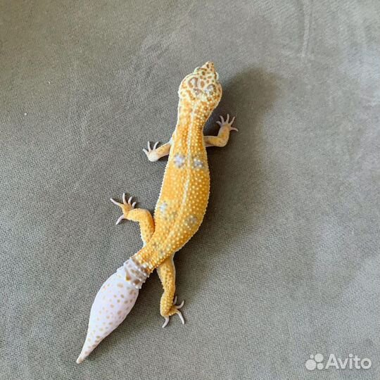 Эублефар вязка