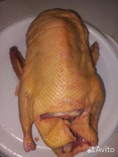 Утка домашние мясо