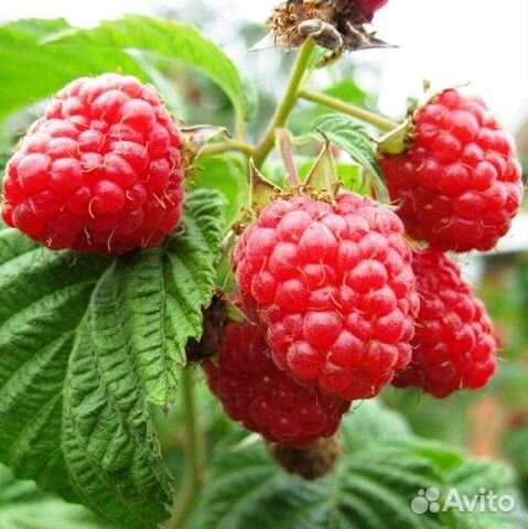 Малина(саженцы)