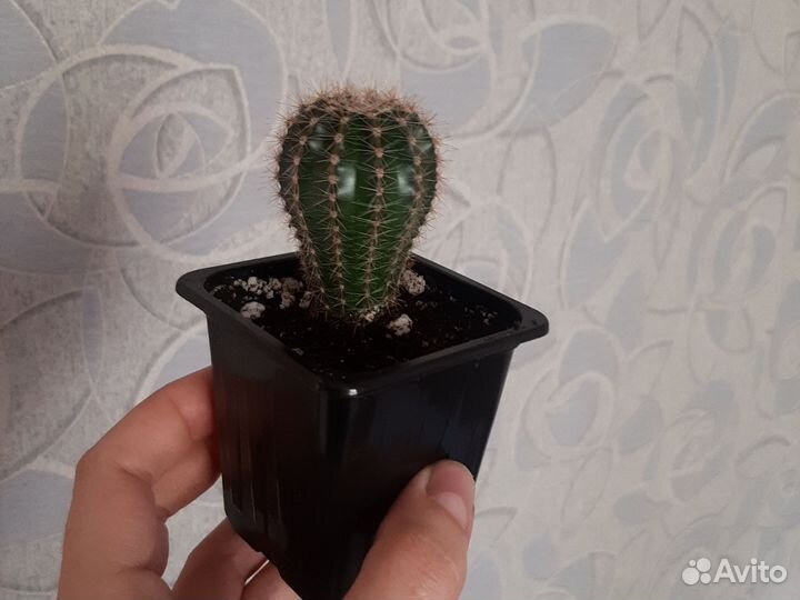 Кактус эхинопсис