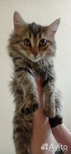 Кошка в дар бесплатно