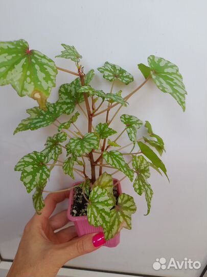 Бегонии декоративно лиственные