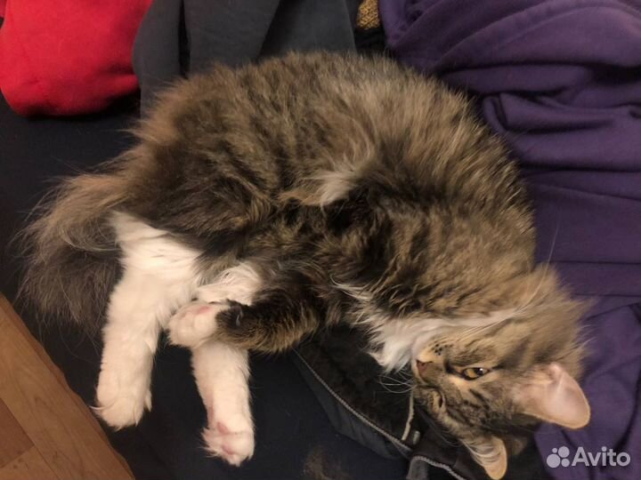 Кошка на вязку