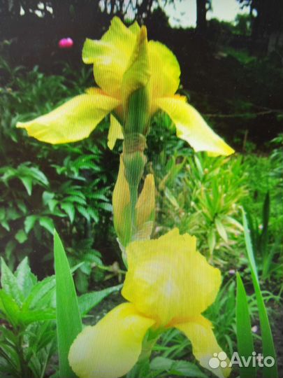 Ирисы бородатые