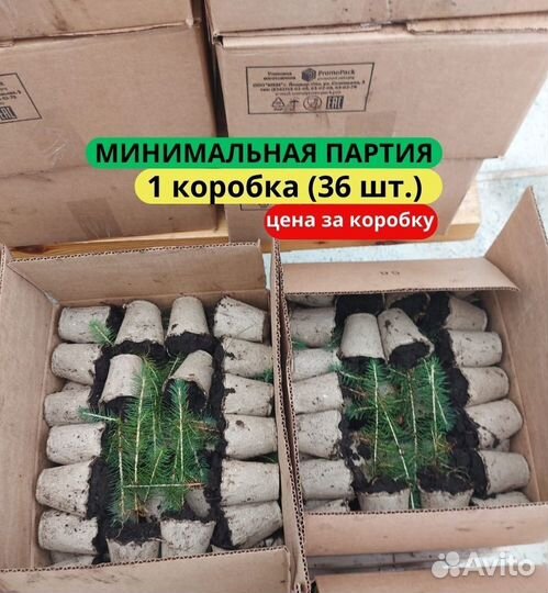 Сеянцы ели европейской зкс