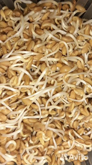 Зерносмесь для проращивания. Корм для попугаев