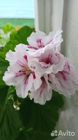 Пеларгония герань