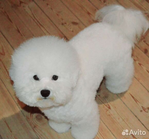 Подрощенная девочка Бишон фризе