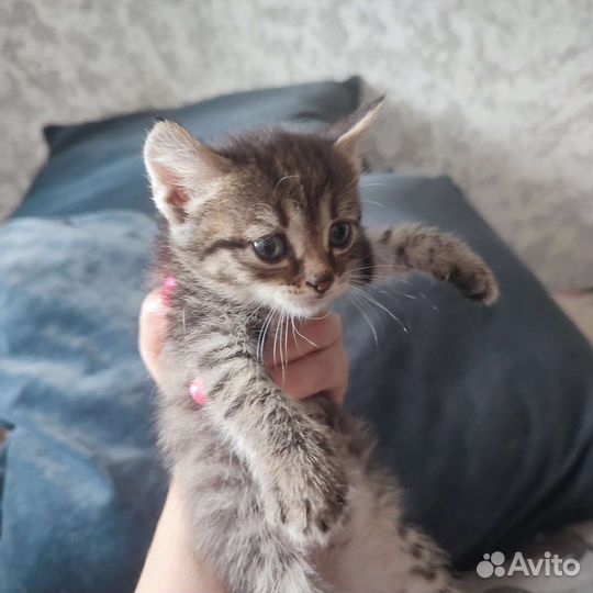 Кошки