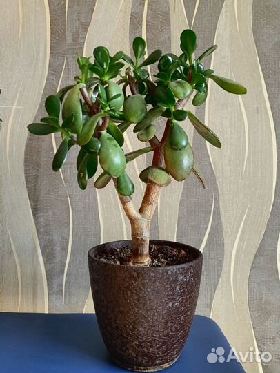 Красула толстянка