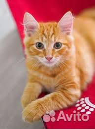 Ярко-рыжие кото-мальчики-солнышки 2,5 мес в дар