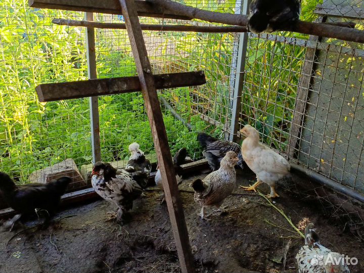 Куры бентамки