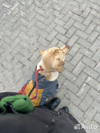 Комбинезон для крупной собаки