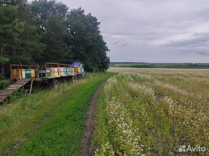 Продам натуральный гречишный мед