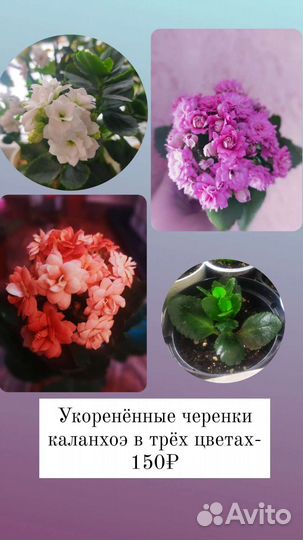 Комнатные цветы каланхоэ