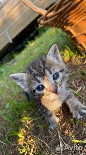 Котенок сибирский табби