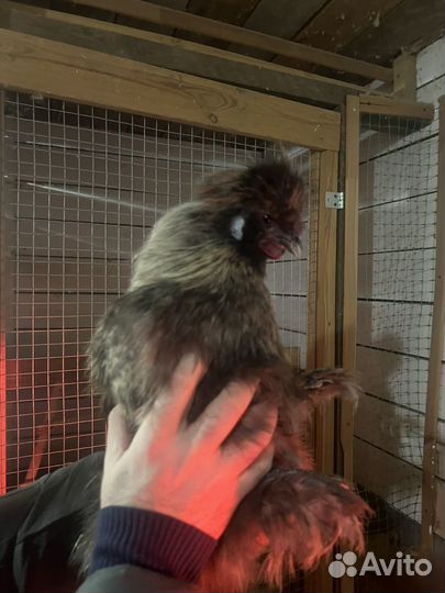 Петух китайский шелковый