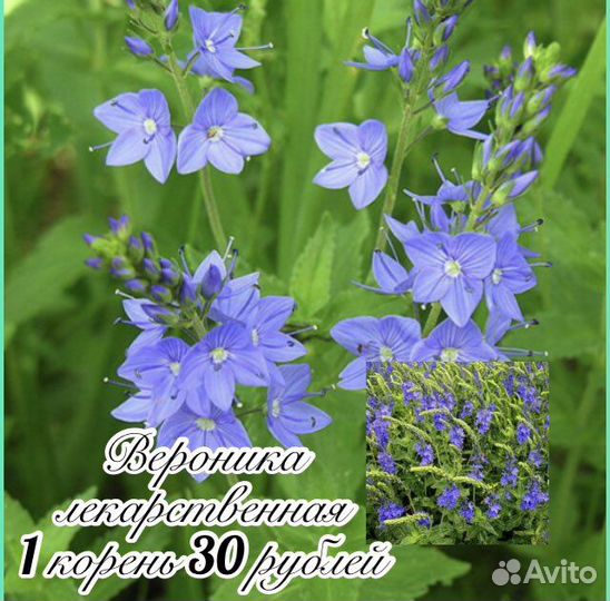 Кохия, пиретрум, вероника