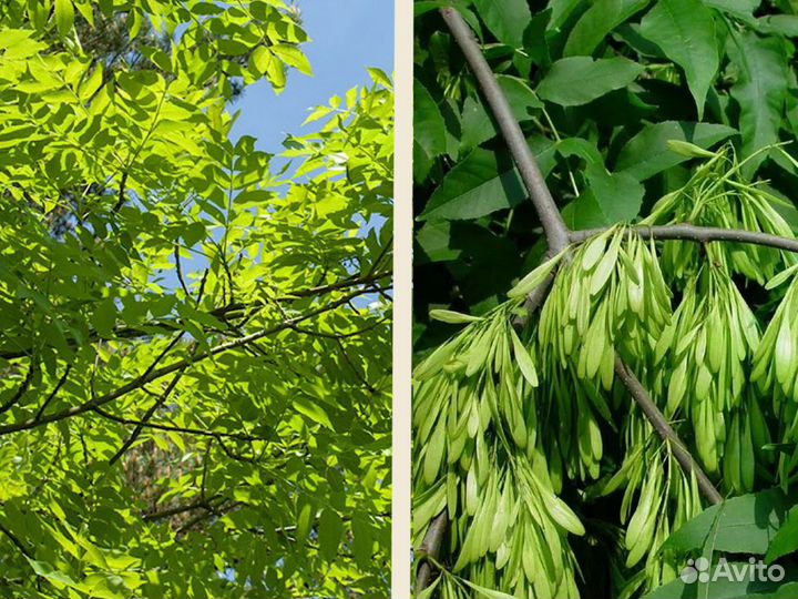 Ясень высокий