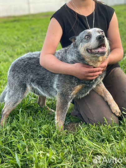 Австралийский хилер в дар