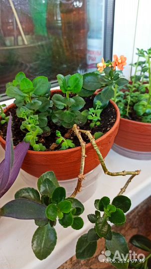 Суккуленты