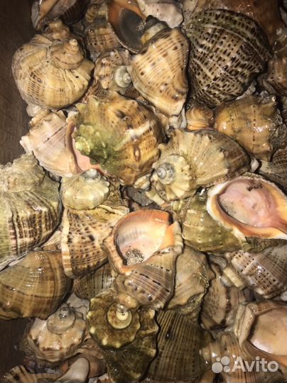 Ракушка рапана 3-4см