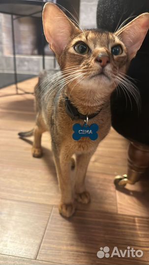 Отдам абиссинская