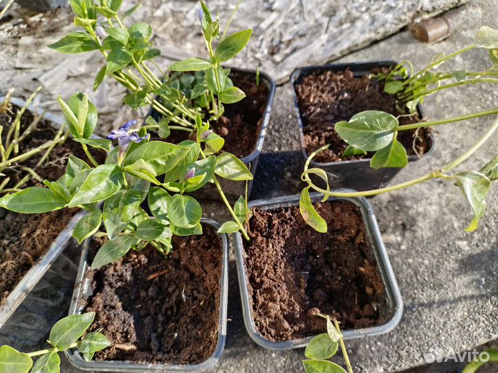 Барвинок малый