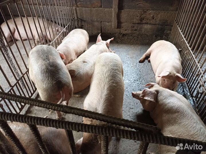 Мясо свинина из деревни