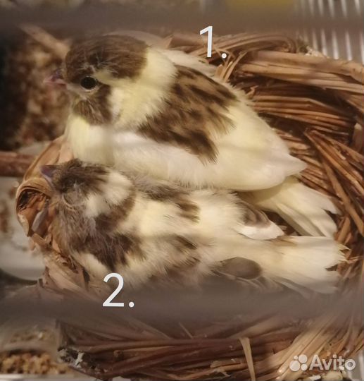 Птенцы канарейки