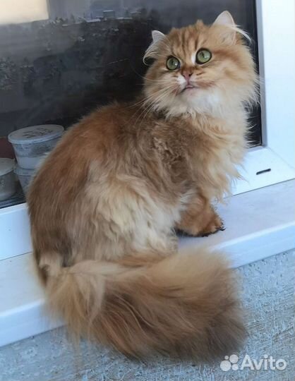 Золотая британская шиншилла