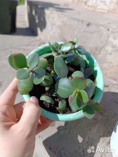 Толстянка (денежное дерево) готовое растение