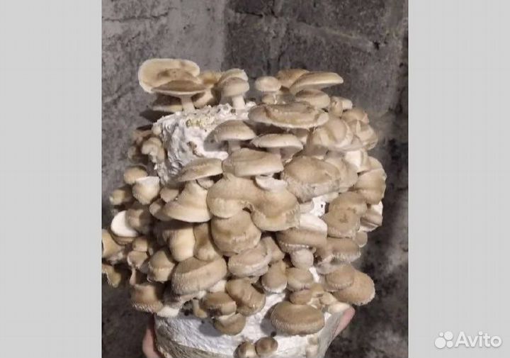 Мицелий шиитаке