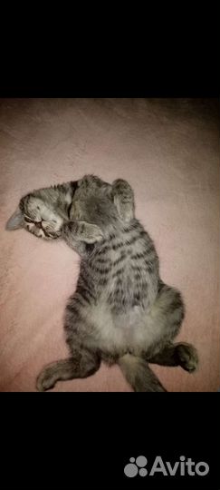 Отдаю кошечку со всем что нужно