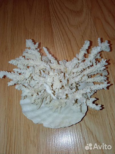 Коралл натуральный и раковина