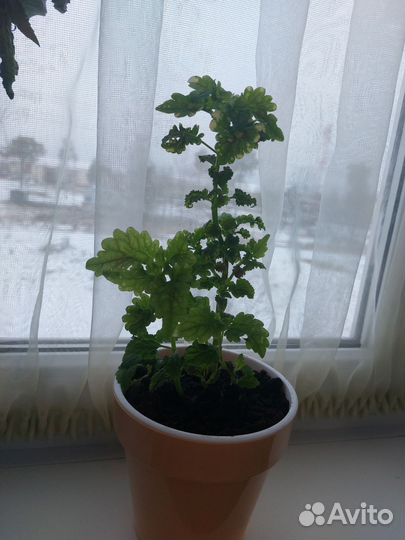 Комнатные растения цветы
