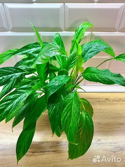 Спатифиллум