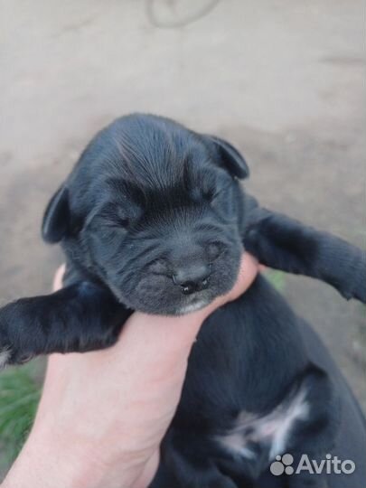 Отдам в добрые руки