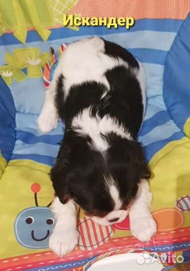 Кавалер Кинг Чарльз Спаниель щеночки