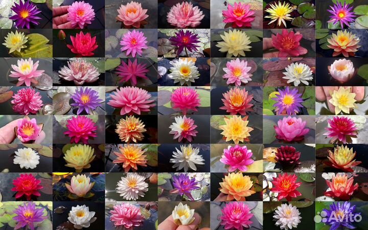 Водяная лилия, кувшинка, кубышка